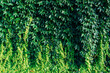 © Westend61 - Full frame of green leaves on sunny day