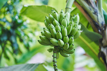 Green Bananas Growing In Jungle