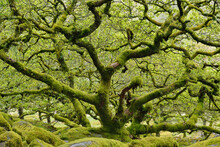 UK, England, Moss-covered Oak Tree In Wistman's Wood