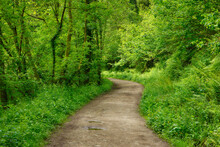 UK, England, Dirt Road In Lush Green Springtime Forest