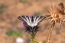 Papilionidae / Erik Kırlangıçkuyruğu / Scarce Swallowtail / Iphiclides Podalirius