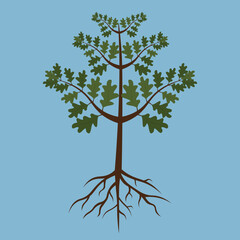 Poster - oak seedling with root and leaves