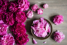 Studio Shot Of Heads Of Pink Blooming Peony Flowers Lying Against Wooden Background