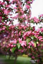 Pink Apple Blossoms Blooming On Tree In Garden