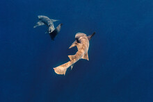 Nurse Sharks Swimming In Deep Blue Sea
