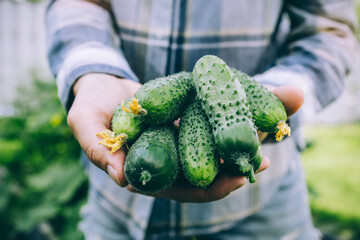 Wall Mural - Cucumbers. Farmer holding freshly harvest cucumbers in hands on farm.