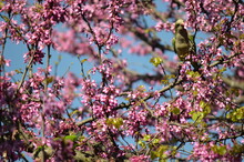 Cute Parrots And Beautiful, Colourful Cherry Blossoms In The Parks Of Rome Against The Clear Blue Sky