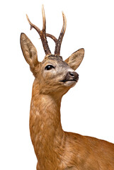 Fototapete - Roe Deer buck isolated on white.