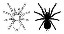 Spider, Tarantula Silhoutte Vector