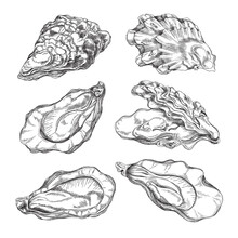 Oyster Shells With Edible Mollusk, Set Of Sketch Vector Illustrations Isolated.