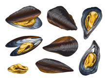 Hand Drawn Mussel Set, Colored Sketch Vector Illustration Isolated On White Background.