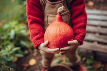 Close-up Of Little Girl In Autumn Clothes Harvesting Organic Pumpkin In Her Basket, Sustainable Lifestyle.