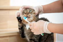 Brown Cat Getting Teeth Brushed By Owner