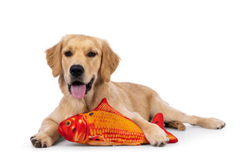 Friendly 6 months old Golden Retriever dog youngster, laying down side ways with big toy goldfish. Looking towards camera with tongue out. Isolated on a white background.