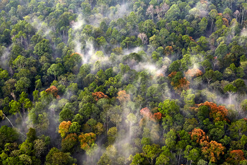Sumatra Forests in the Morning in Giam Siak Sumatra