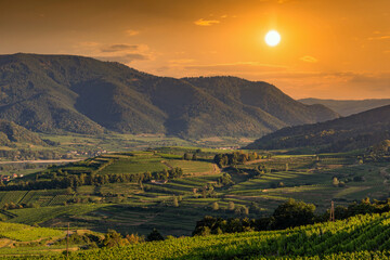 Wall Mural - Picturesque landscape with vineyards in Wachau valley. Krems region. Lower Austria