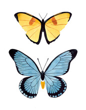 Watercolor Blue And Yellow Butterflies Set. Butterfly Top View Illustration. Isolated On White Background.