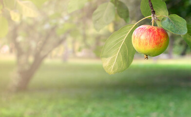 single ripe apple on branch on nature green background. harvest concept