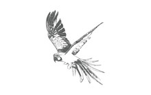 Hand Drawn Sketch Black And White Vintage Exotic Tropical Bird Parrot Macaw Flying. Vector Illustration Isolated Object