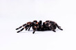 Brachypelma smithi (Syn.: Brachypelma annitha) Mexican Red Knee Spider