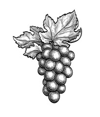 Canvas Print - ink sketch of grape bunch.