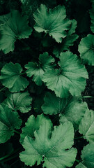 Green zucchini leaves as a background texture