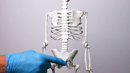 showing skeletons spine of human anatony. docto hand and healthy backbone