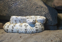 Speckled Rattlesnake Coiled On Rock