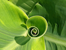 Green Canna Lily Leaf Spiral