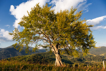 Wall Mural - landscape in Carpathian mountains.