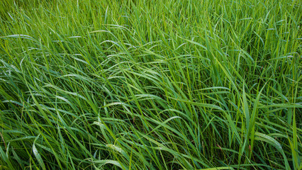 Wall Mural - Fresh juicy meadow grass.