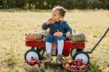 Autumn Harvest Organic Pumpkins And Apples. Happy Little Toddler Girl On Pumpkin Patch On Cold Autumn Day, With Lot Of Pumpkins For Halloween Or Thanksgiving And Red Wagon. Children On Pumpkin Field.