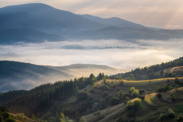 Wall Mural - Amazing view with fluffy low clouds creeping among the mountain slopes, Rhodopes in Bulgaria at sunrise.