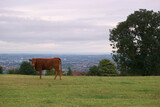 Fototapeta Zwierzęta - krowa zwierzę łąka trawa niebo chmury
