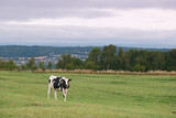 Fototapeta Zwierzęta - krowa zwierzę łąka trawa niebo chmury