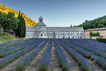 Lavender Field In Front Of Monastery Senanque In France