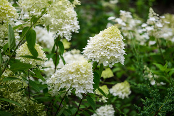 Wall Mural - White flowers of hydrangea in the garden.