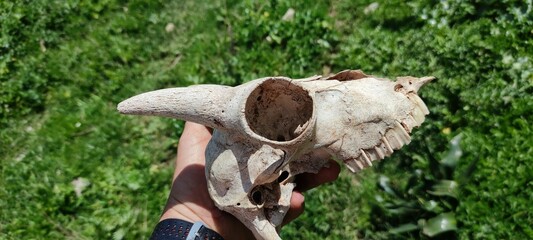 goat skull in the grass