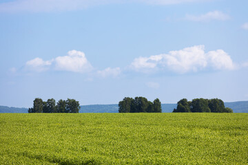 Groups of trees in the middle of a green field under a blue sky. Summer rural landscape with agriculture field