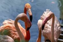 A Group Of Pink Flamingos In Close-up On The Background Of A Blue Lake