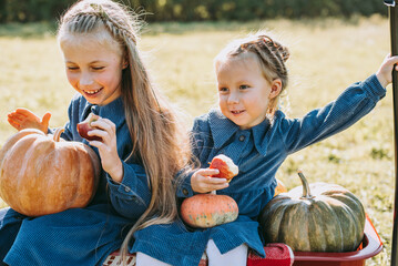 autumn harvest organic pumpkins and apples. happy little sisters girl on pumpkin patch on cold autum