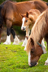 Potro de raza Caballo Pirenaico Catalán (Cavall Pirienc Català) al lado de su madre (yegua) en un prado de los Pirineos