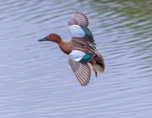 duck flying over the water 