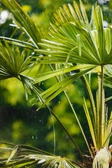 Wall Mural - Vertical shot of a Chinese windmill palm plant - Trachycarpus fortunei 'Wagnerianus'