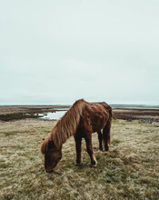 Icelandic wild horses in the middle of nature against mountains
