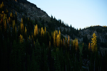 Wall Mural - Selectively lit forest at sunset in the monashee mountains