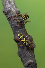 Wall Mural - wasp beetle - Clytus arietis