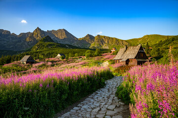 Wall Mural - Beautiful summer sunrise in the mountains - Hala Gasienicowa valley in Poland - Tatras