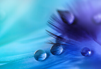 Sticker - Water droplets on feather on turquoise blurred background.