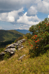 Wall Mural - Black Balsam and Graveyard Fields in Pisgah National Forest on the Blue Ridge Parkway